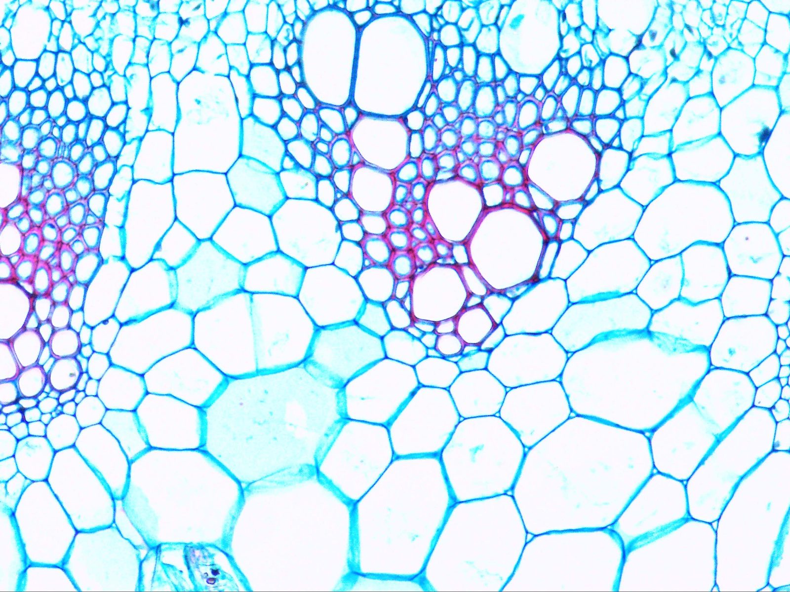 High-resolution micrograph of a stained plant cross-section captured with a digital imaging camera