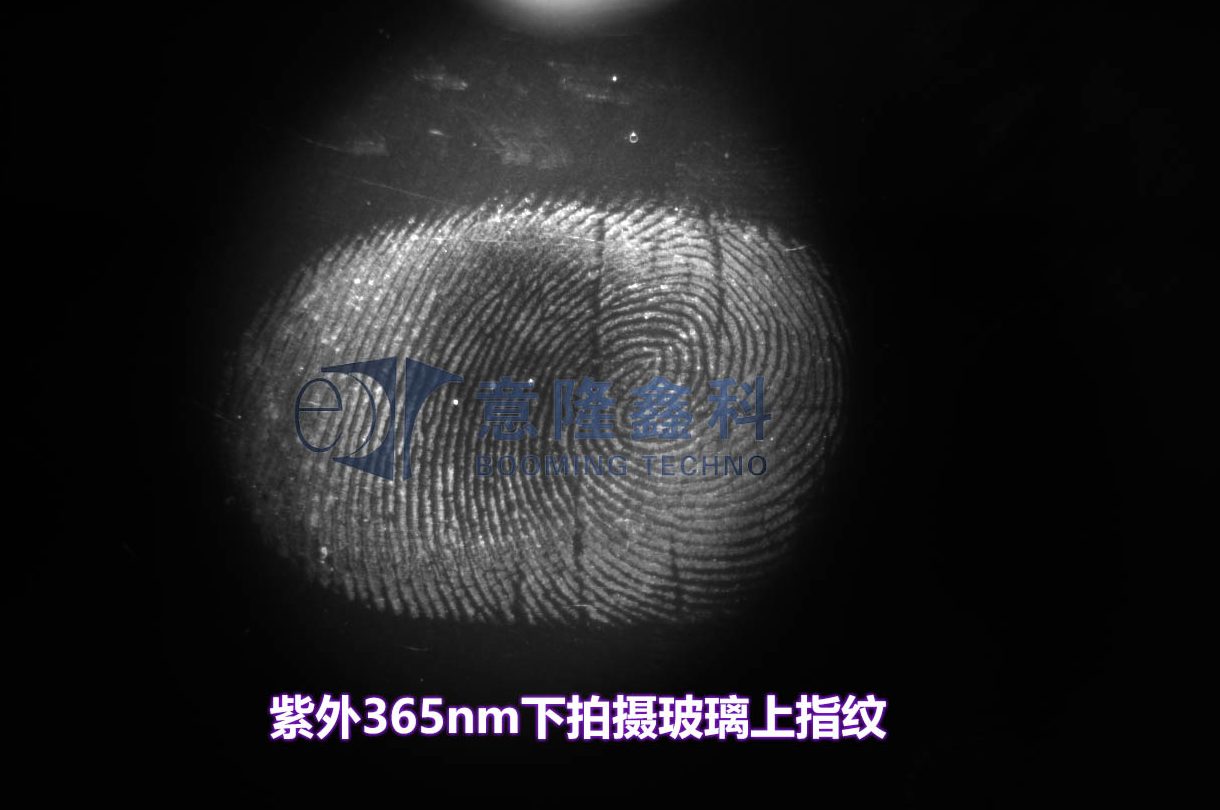 Latent fingerprint on glass captured under 365 nm ultraviolet illumination
